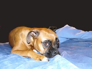 Sienna of Cedar Mountain