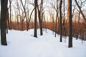Cedar MTN